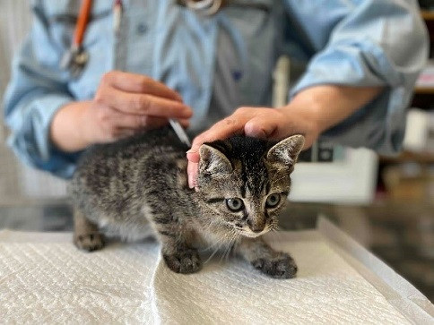 あなたの寄附で幸せになれる犬猫がいます 「堺市の動物愛護寄附金