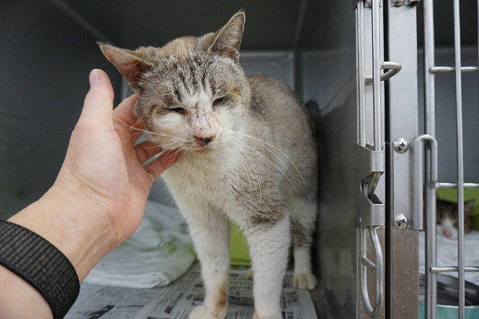 長岡市】猫の殺処分ゼロのまちを目指して！ －野良猫、不幸な猫