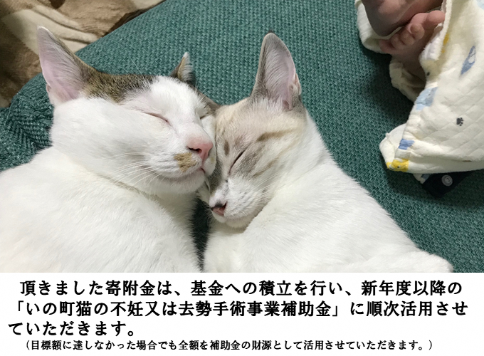 増え続ける野良猫を何とかしたい…猫の不妊・去勢手術支援プロジェクト