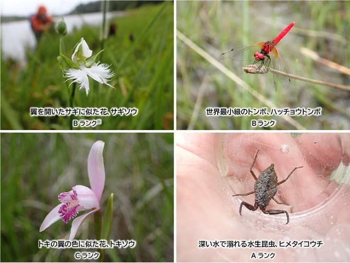 希少種】里山自生/野生【寒蕨/カンワラビ/冬の華蕨/ハナワラビ】土付きで2株 観葉植物