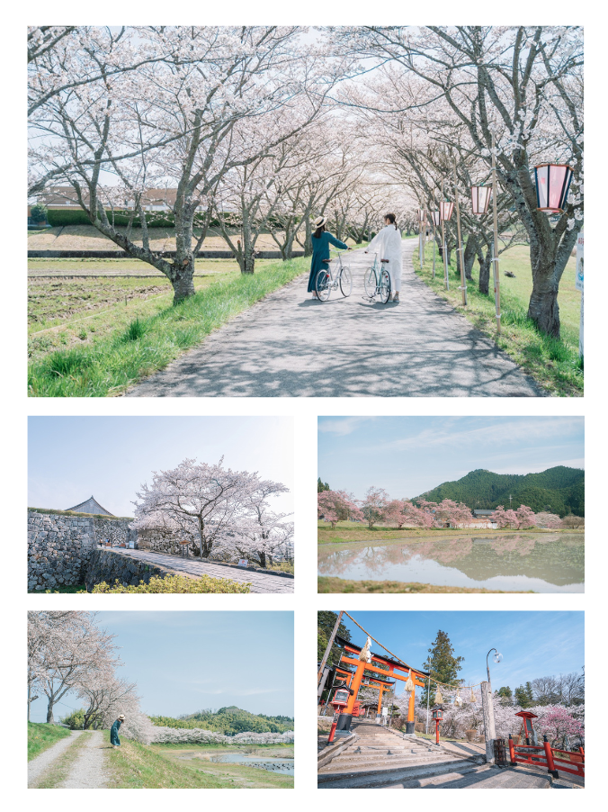 市木「サクラ」を未来へ！ 丹波篠山の桜を守り、育むプロジェクト
