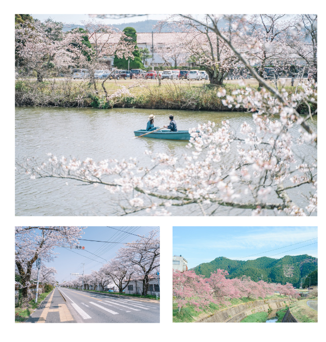 市木「サクラ」を未来へ！ 丹波篠山の桜を守り、育むプロジェクト