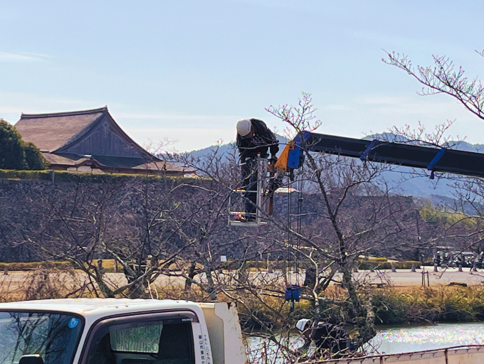 市木「サクラ」を未来へ！ 丹波篠山の桜を守り、育むプロジェクト｜ふるさと納税のガバメントクラウドファンディングは「ふるさとチョイス」