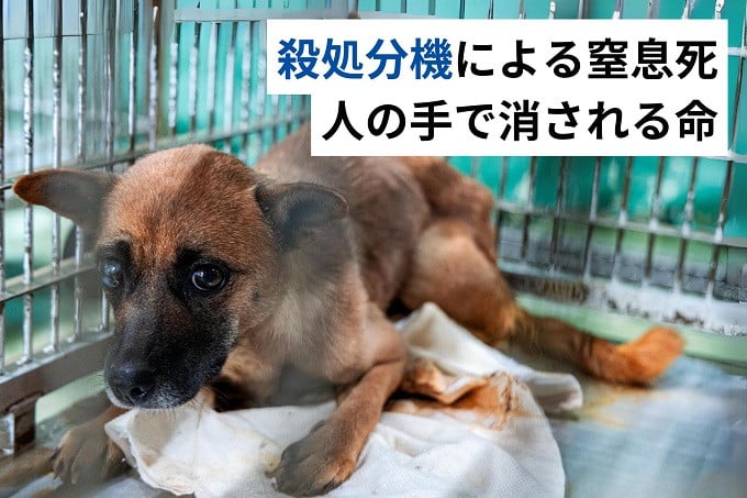 8300頭の命を救った広島から「全国殺処分ゼロ」へ。 野犬の保護・譲渡促進を ｜  ピースワンコ｜ふるさと納税のガバメントクラウドファンディングは「ふるさとチョイス」