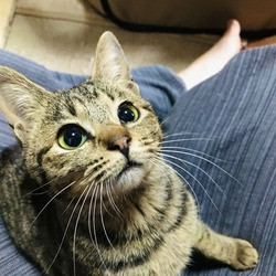 不幸な犬・猫のいない町、日進市！】（2024年度）犬・猫 の避妊去勢手術支援で、人と動物が安全に暮らせるまちを目指して！｜ふるさと納税のガバメントクラウドファンディングは「ふるさとチョイス」