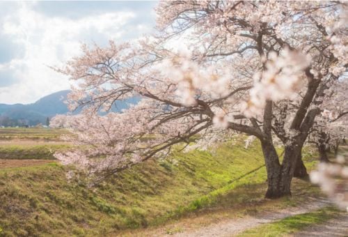 サクラ」をこども達へ！憩いの河川広場、桜満開・花いっぱいプロジェクト｜ふるさと納税のガバメントクラウドファンディングは「ふるさとチョイス」