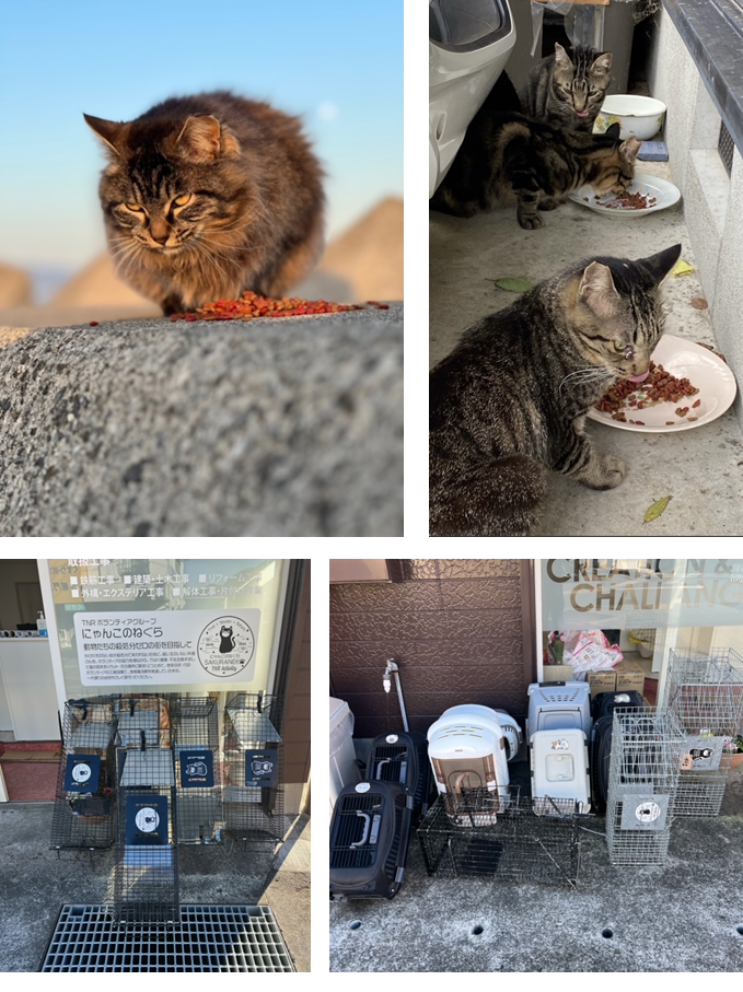 飼い主のいないお外の猫さんたちが、少しでも過ごしやすくなる優しいまちづくり！｜ふるさと納税のガバメントクラウドファンディングは「ふるさとチョイス」