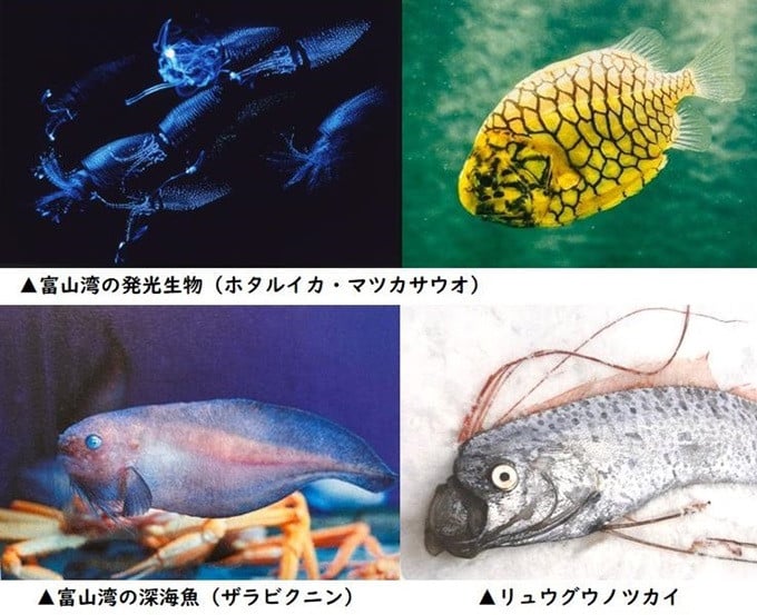 古くて ボロいが日本一！日本で最も歴史の長い水族館『魚津水族館』を次世代へつなぎたい！｜ふるさと納税のガバメントクラウドファンディングは「ふるさとチョイス」