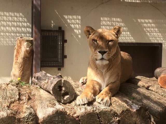 小諸市動物園第2期整備で動物たちに快適な住環境を！｜ふるさと納税のガバメントクラウドファンディングは「ふるさとチョイス」