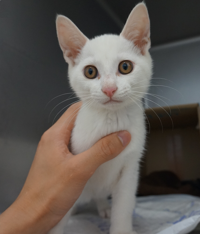 長岡市】猫の殺処分ゼロのまちを目指して！ －野良猫、不幸な猫をなくしたい－｜ふるさと納税のガバメントクラウドファンディングは「ふるさとチョイス」