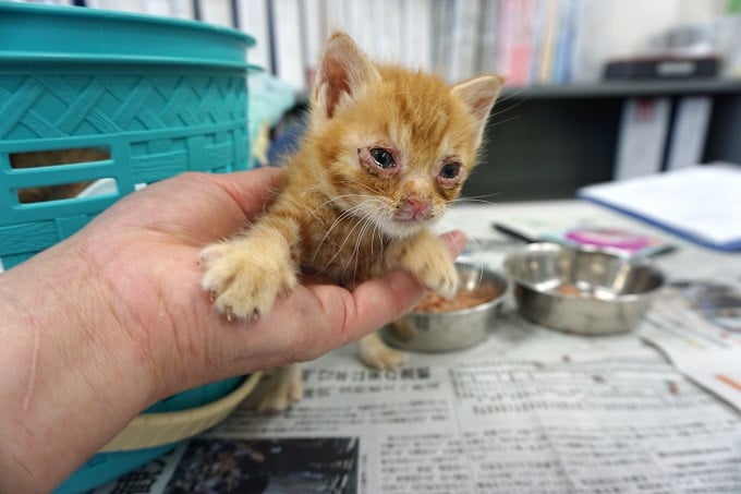 長岡市】猫の殺処分ゼロのまちを目指して！ －野良猫、不幸な猫をなくしたい－｜ふるさと納税のガバメントクラウドファンディングは「ふるさとチョイス」