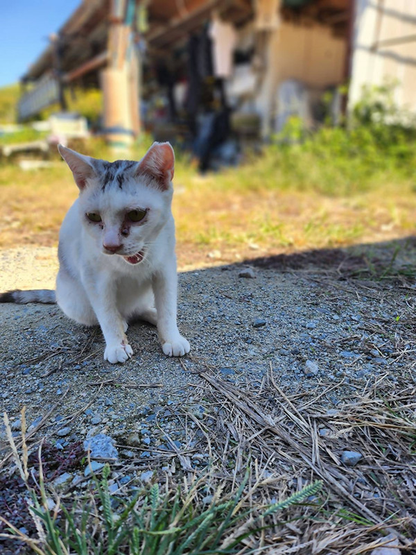 ※地域猫 (TNR+M)活動とは