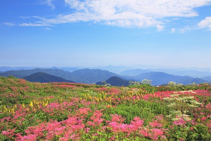 ネクストゴール700万円に挑戦】日本百名山・霊峰 伊吹山を未来へつなぎたい！【伊吹山 植生復元プロジェクト】｜ふるさと納税のガバメントクラウドファンディングは「ふるさとチョイス」