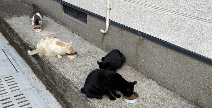■地域猫活動支援　～TNR活動～