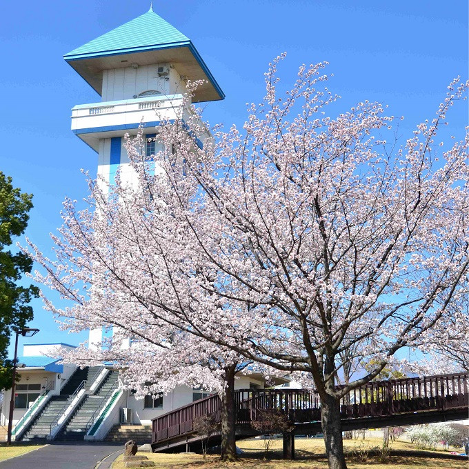 未来へ咲き誇れ！甲斐市サクラまつりを守り、地域の誇りを次世につなぐプロジェクト｜ふるさと納税のガバメントクラウドファンディングは「ふるさとチョイス」