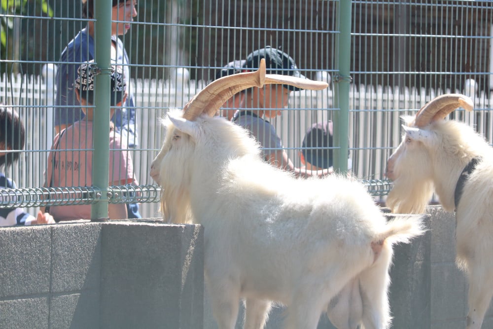 小動物園の整備