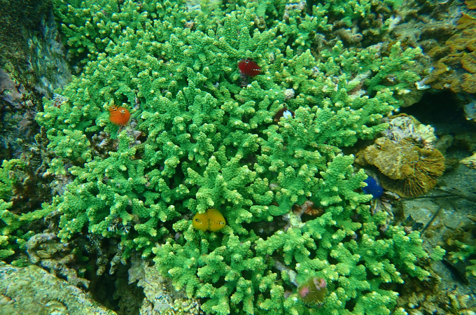 第5弾】サンゴの海を未来へ残したい！竹ヶ島海域公園魅力化