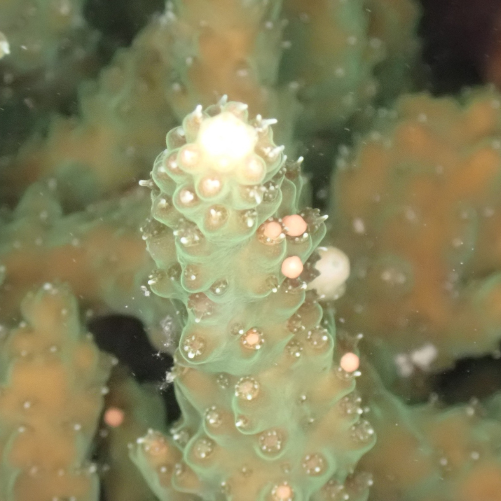 寄附金の使い道