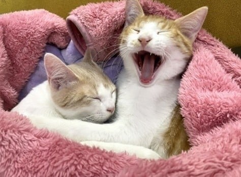 昨年度、猫の譲渡を受けた方からのメッセージ