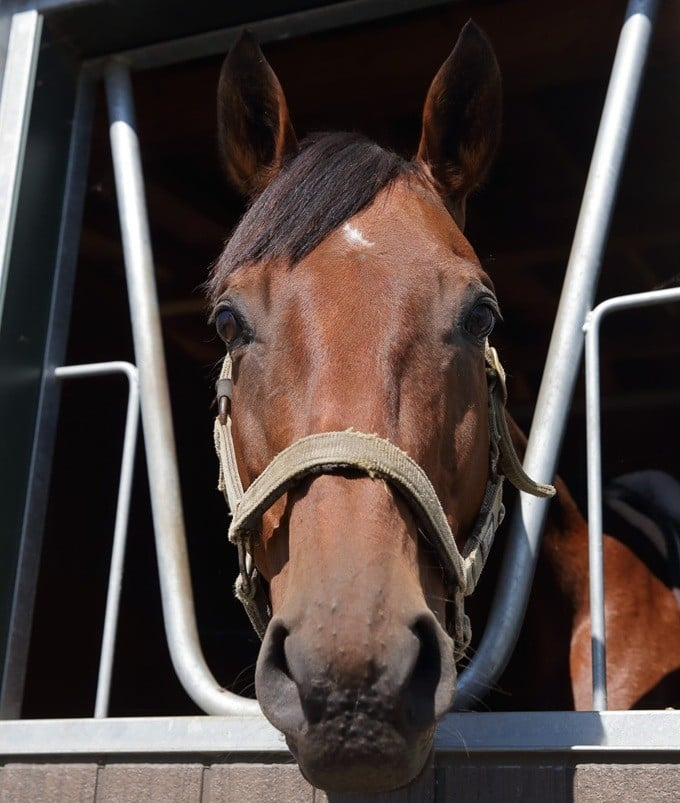 【スギノエンデバー】