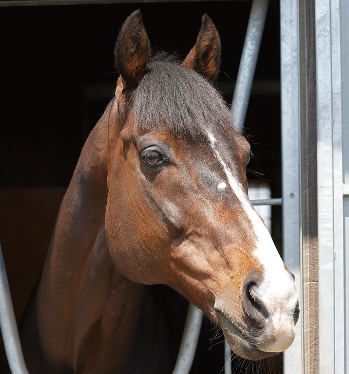 【スワーヴアラミス】