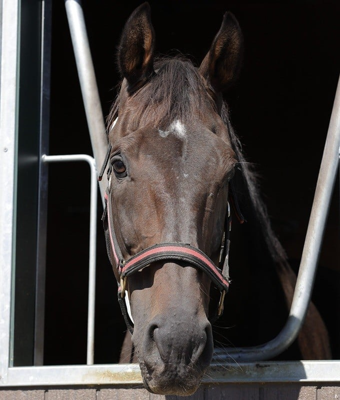 【コパノリチャード】