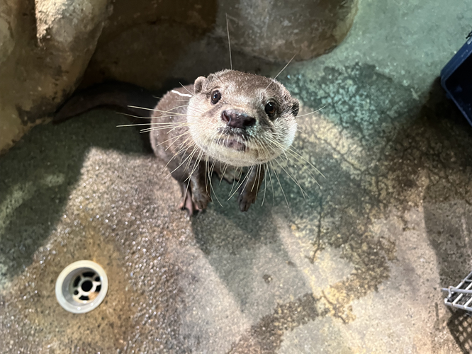 50,000円以上／高山館・熱帯雨林館を解説付き見学～改修する高山館と隣の熱帯雨林館を飼育員が紹介～