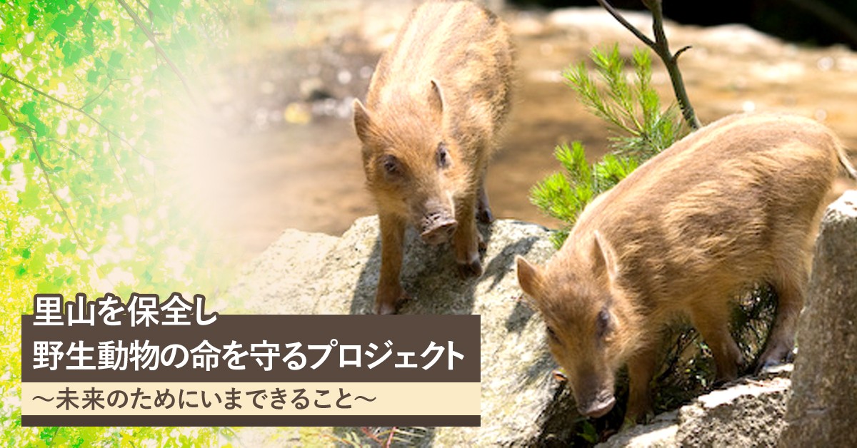 第二弾 里山を保全し野生動物の命を守る 未来のためにいま私たちにできること ふるさと納税のガバメントクラウドファンディングは ふるさとチョイス