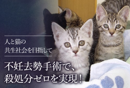 無秩序な猫の繁殖を防ぎ、人と猫のより良い共生を叶えたい！｜ふるさと 