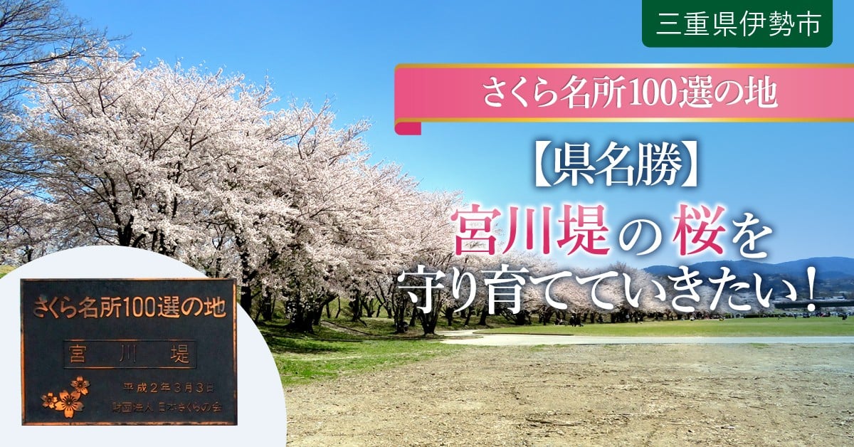 宮川堤の桜を守り育て 次の世代のために美しい桜並木を引き継いでいきたい ふるさと納税のガバメントクラウドファンディングは ふるさとチョイス