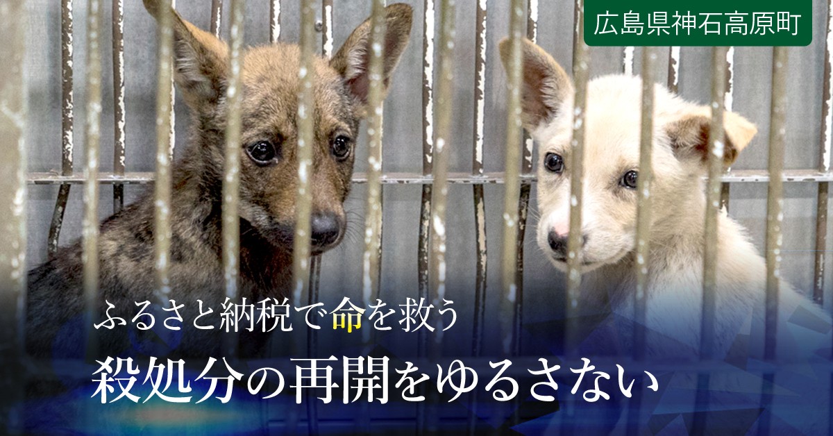 年間8,000頭以上が殺されています～日本で殺処分される犬を”ゼロ”に 