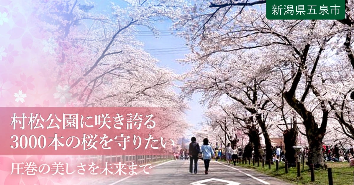 さくら名所100選 村松公園の3000本の桜を老木や病害虫から守りたい ふるさと納税のガバメントクラウドファンディングは ふるさとチョイス