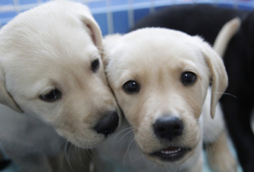 介助犬にならない犬たちの活躍育成事業 ふるさと納税のガバメントクラウドファンディングは ふるさとチョイス