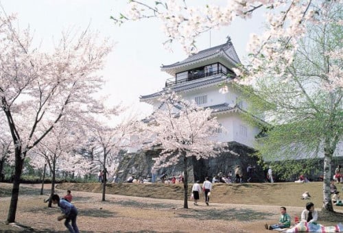 悠久山公園の千本桜を未来へ継承！！