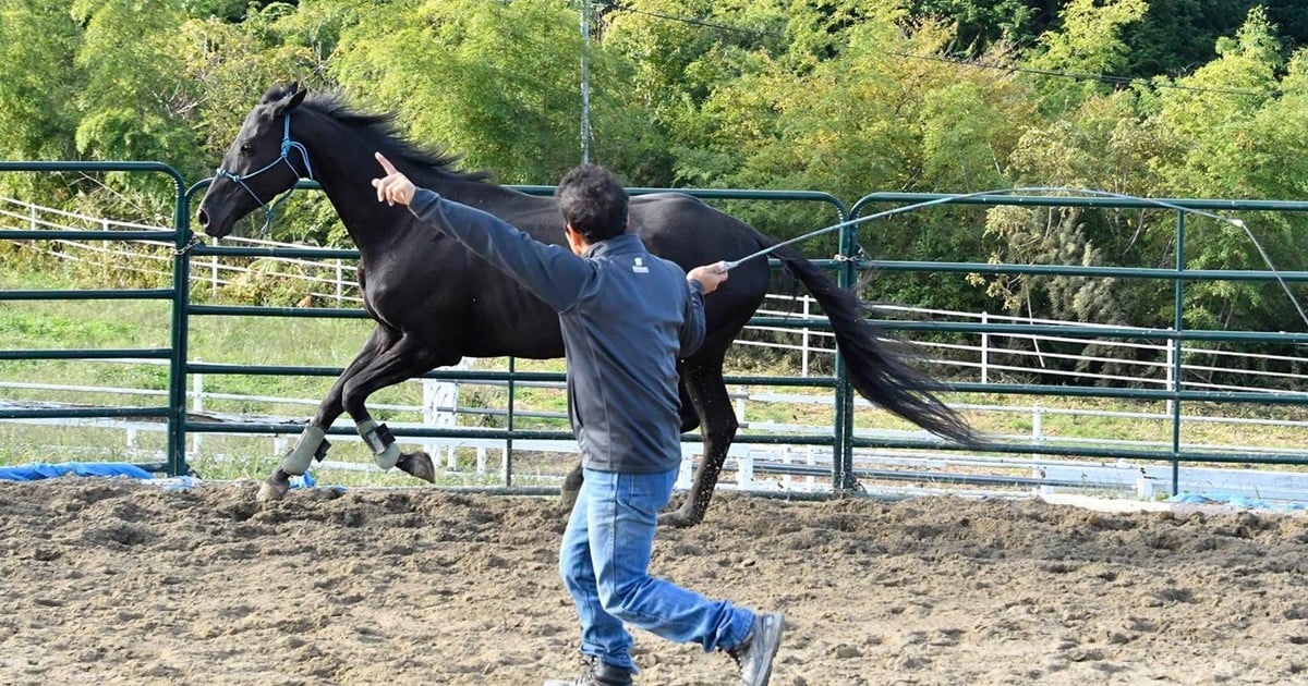 引退競走馬の活躍の場を全国へ！「リトレーニング」を今必要としてい