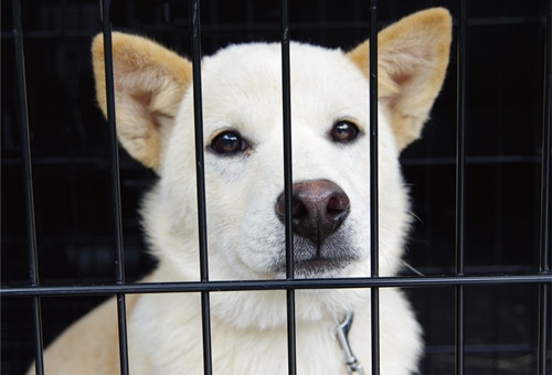 【緊急支援】コロナ危機を乗り越えて　殺処分から犬の命を守る