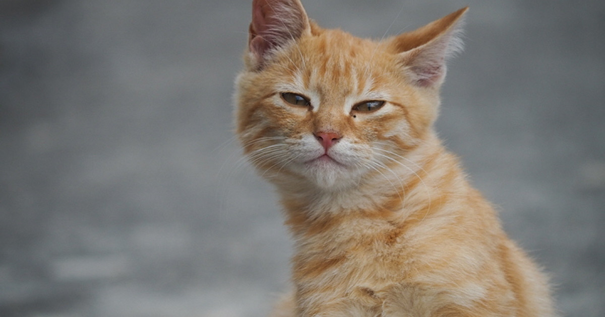 人と猫が幸せに暮らせるまちづくりのために 猫の一代限りの命を大切に守りたい ふるさと納税のガバメントクラウドファンディングは ふるさとチョイス