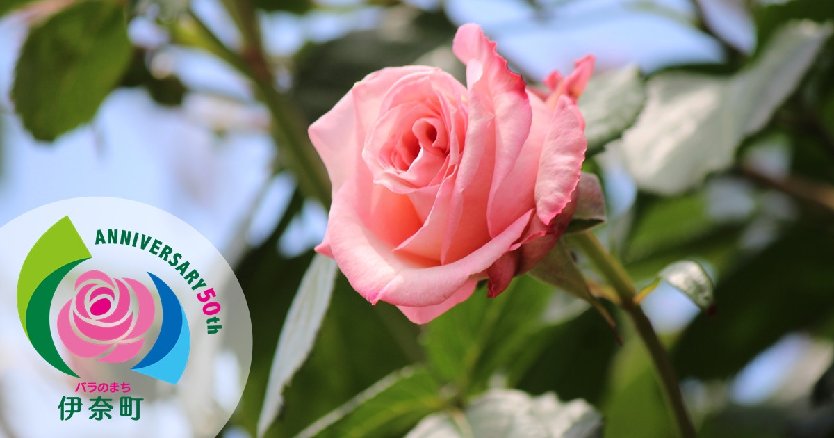 バラのまち 伊奈町 新型コロナウイルス感染症対策 第２弾 未来を担う子ども達のために ふるさと納税のガバメントクラウドファンディングは ふるさとチョイス