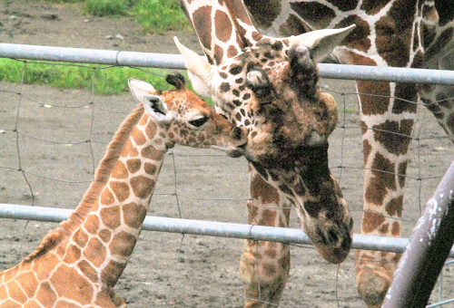 いのちをつむぐ コハクくんに安全で快適な住まいを 何度でも来たくなる動物園 をめざして ふるさと納税のガバメントクラウドファンディングは ふるさとチョイス