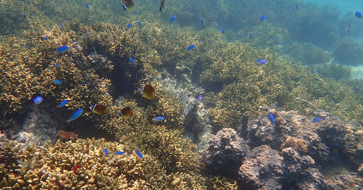 サンゴの海を未来へ残したい 竹ヶ島海域公園魅力化プロジェクト ふるさと納税のガバメントクラウドファンディングは ふるさとチョイス