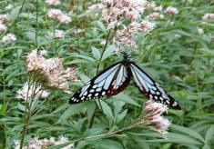 【こまつ里山ＳＤＧｓプロジェクト第１弾】蝶が舞い、生き物の多様性を体験できる里山づくり「里山を有効活用した持続可能な循環型地域社会をみんなで創りたい」