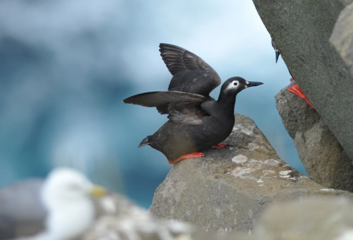 世界有数の海鳥繁殖地　北海道天売島の海鳥を守る！