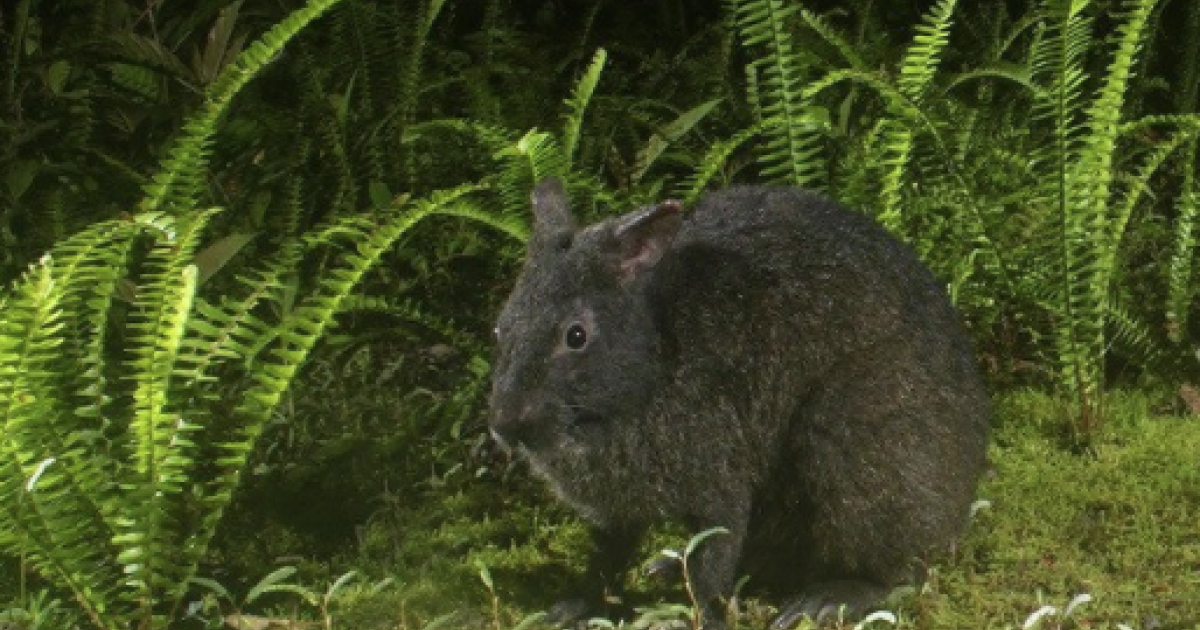 岸本ウラチ　アマミノクロウサギ アマミノクロウサギを守り、共生していく！うさぎの路上事故や