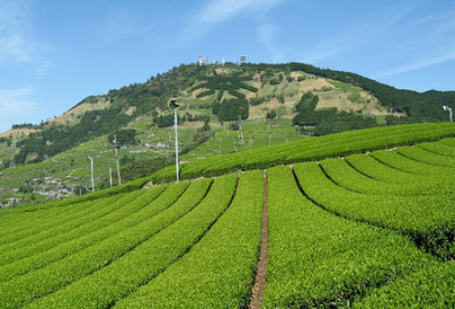 世界農業遺産「茶草場農法」の掛川市東山、粟ヶ岳ハイキング道・トイレを整備したい！