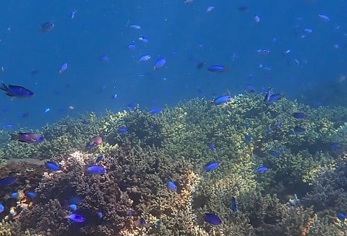 第2弾】サンゴの海を未来へ残したい！竹ヶ島海域公園魅力化