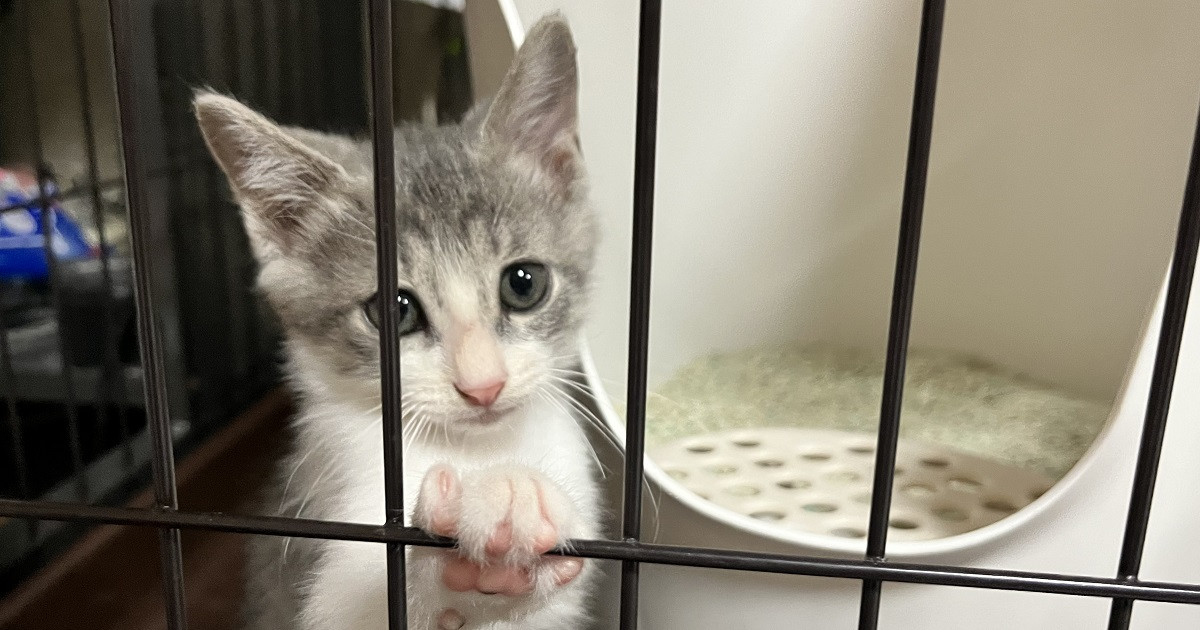 第3弾】人と猫が共生できるまちを目指して！あまべマチ猫ネットの活動