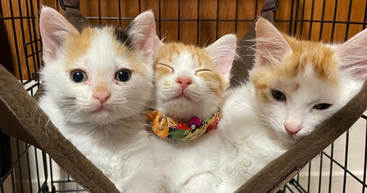TNR活動で「野良猫」「飼育放棄猫」を救いたい！みとよ愛され猫
