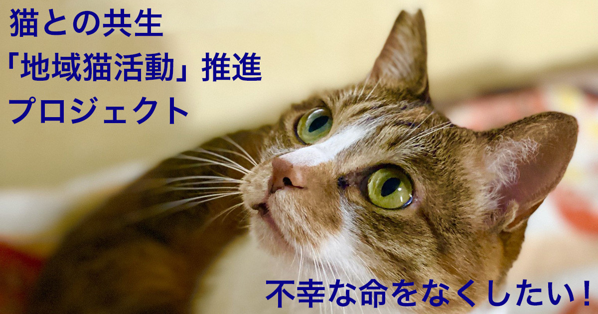 人と猫の共生を目指して！野良猫を適切に管理し、不幸な命をなくしたい！｜ふるさと納税のガバメントクラウドファンディングは「ふるさとチョイス」