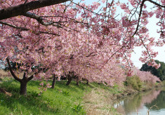 【河津桜植栽プロジェクト】久喜市鷲宮地区の河津桜の名所を後世に残したい！