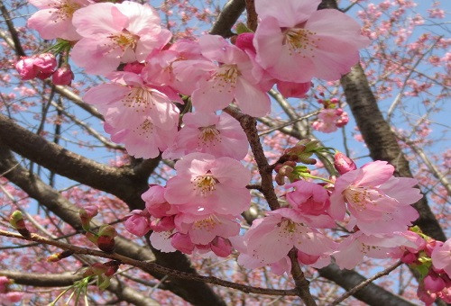 散策できる日本一の桜回廊をもっと楽しく、もっと快適にしよう